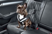 Аксессуары SKODA для животных и транспортировки - в наличии в Гриффин-Авто!